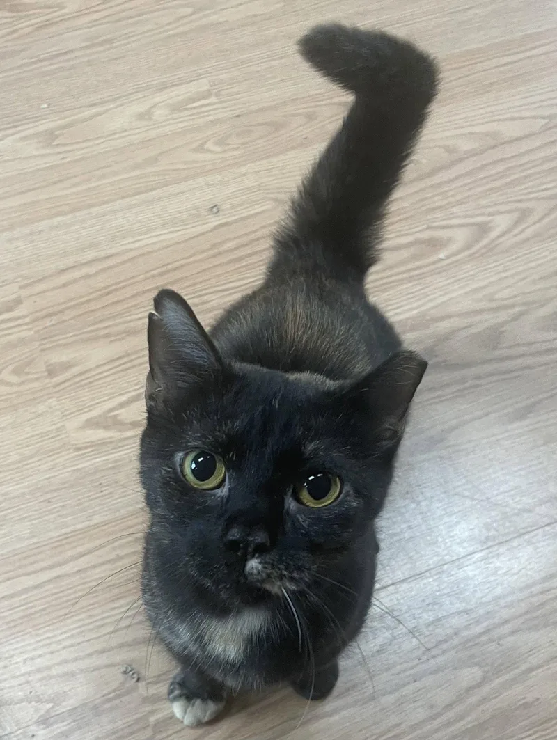 An adult medium-sized female Domestic Short Hair cat named Minnie for adoption in Pittsboro, NC