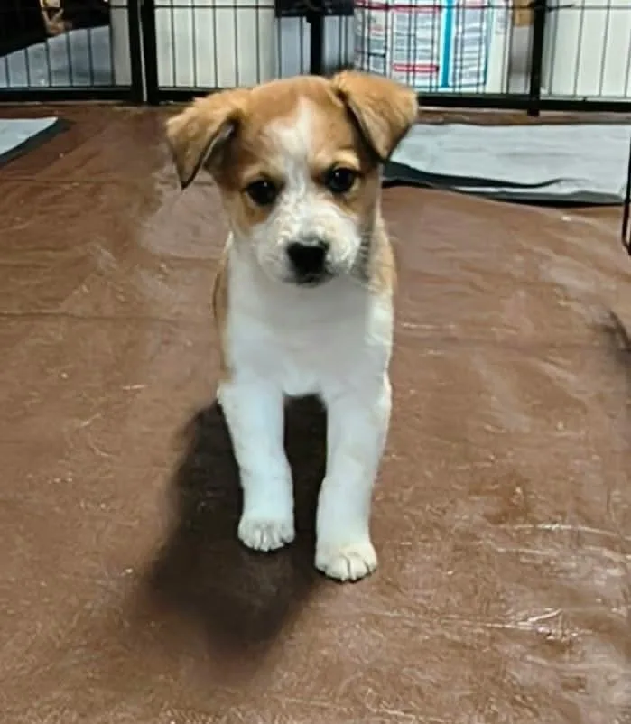 A baby medium-sized female Border Collie dog named Cookie Paws : Ginger for adoption in Aurora, IN
