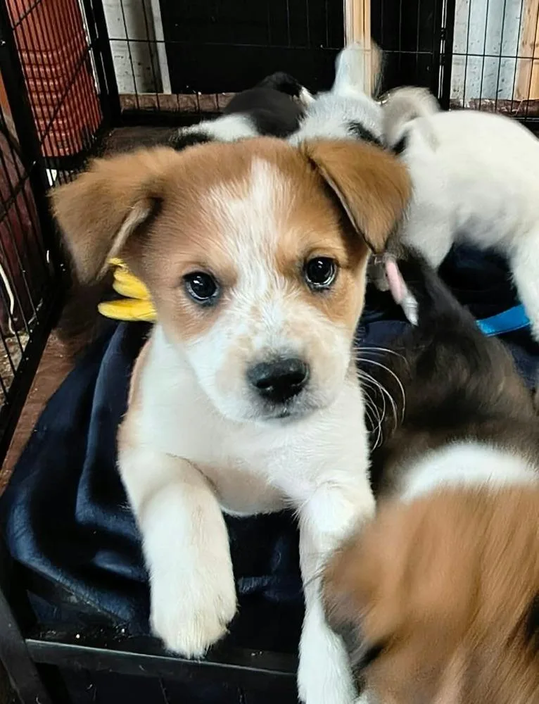 Cookie Paws : Ginger thumbnail 3