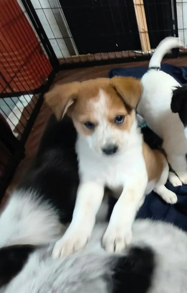 Cookie Paws : Ginger thumbnail 4