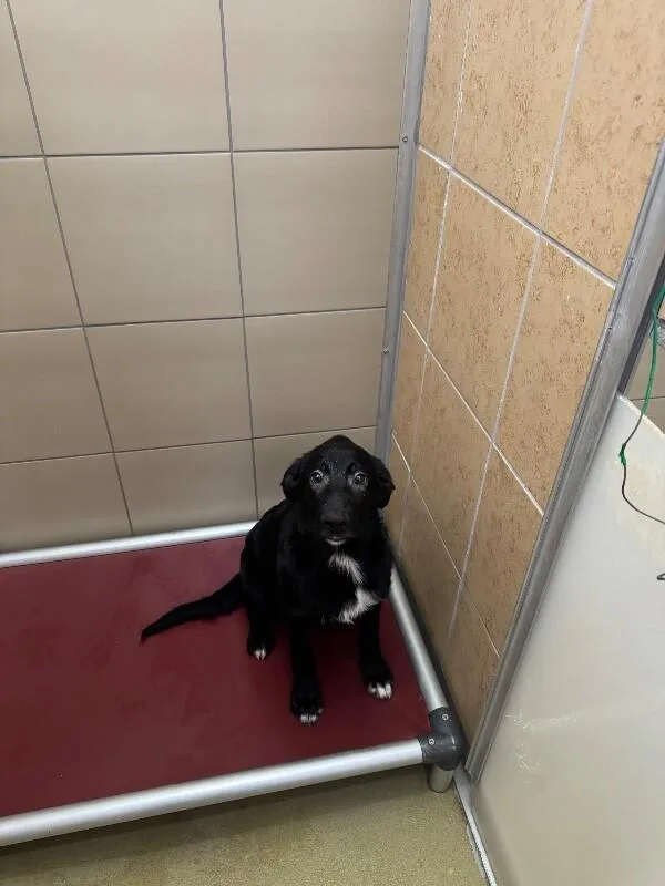 A young medium-sized male Black Mixed Breed dog named Coney for adoption in Hobbs, NM