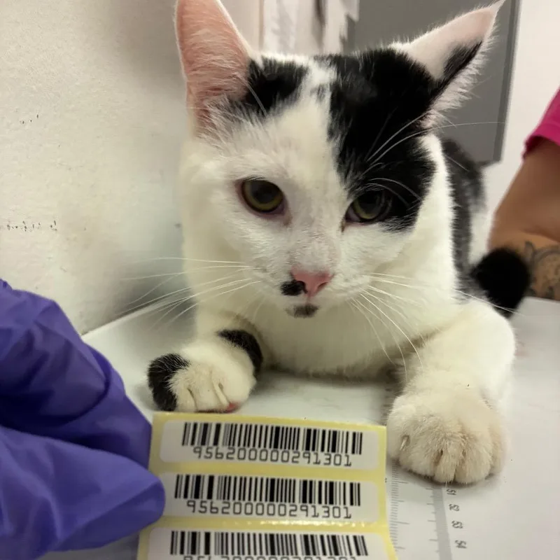 An adult medium-sized male Black Domestic Medium Hair cat named Pocus for adoption in Charleston, WV