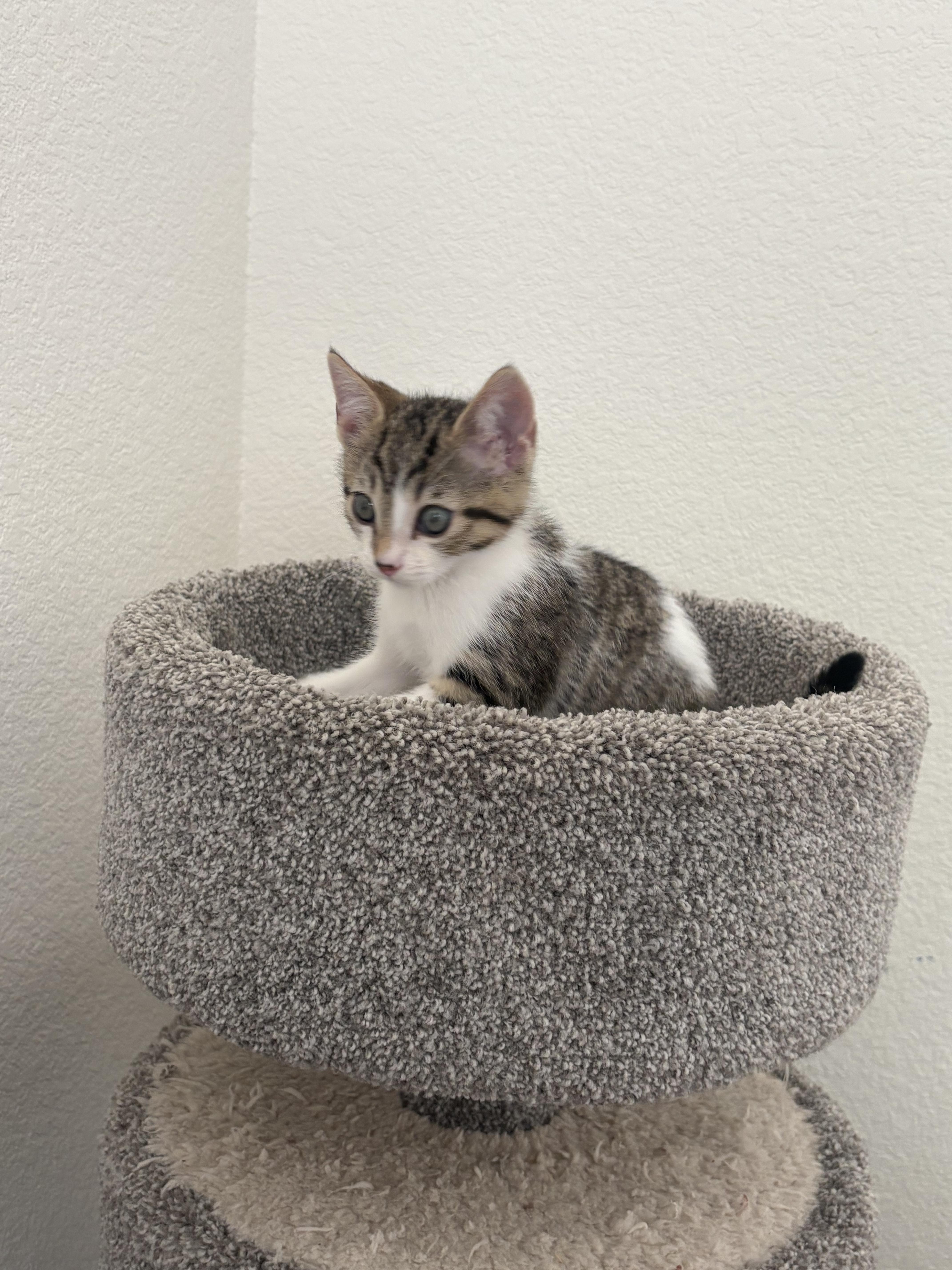 A baby small-sized male Domestic Short Hair cat named Gomez Addams for adoption in Tracy, CA