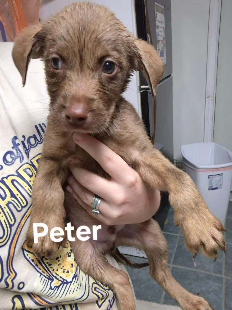 A baby medium-sized male Golden Retriever dog named Peter for adoption in Center, TX