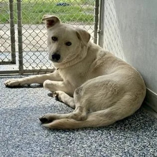 An adult medium-sized male White / Cream German Shepherd Dog dog named Polybear for adoption in Converse, TX