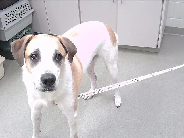 An adult large-sized male Saint Bernard dog named Omar for adoption in Omaha, NE