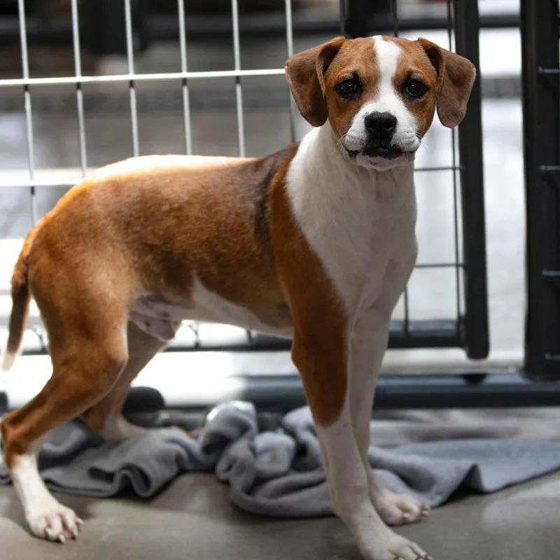 A baby medium-sized male Brown / Chocolate Mixed Breed dog named Britches for adoption in Peyton, CO