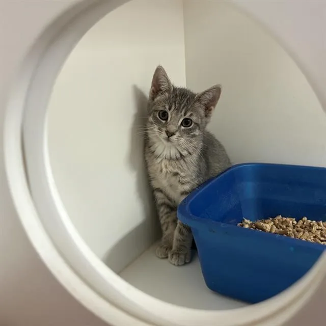A baby small-sized female Domestic Medium Hair cat named Emmi for adoption in Sugar Land, TX