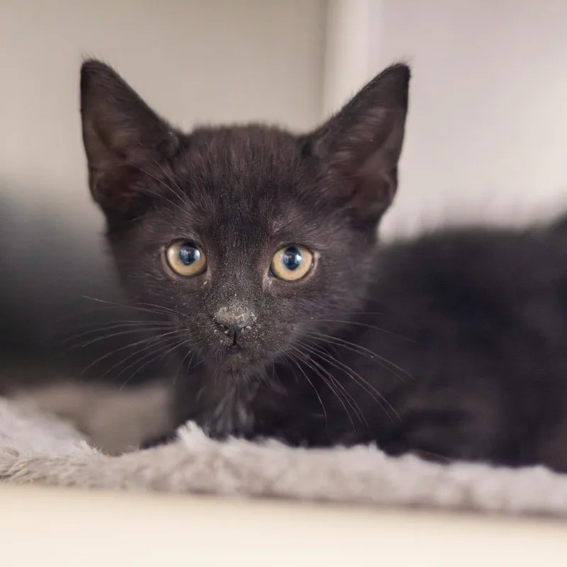 A baby small-sized female Black Domestic Short Hair cat named Carolina Reaper for adoption in Wilmington, DE