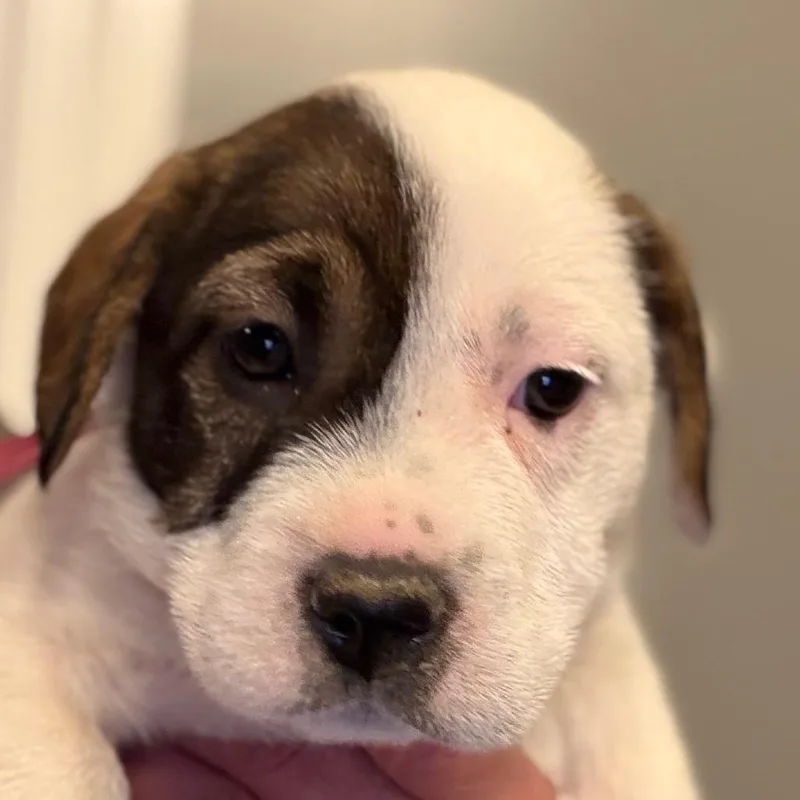 A baby small-sized female White / Cream Parson Russell Terrier dog named Malva  Pink for adoption in Greenfield, IN