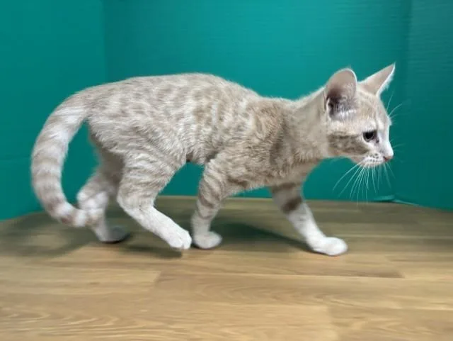 A baby medium-sized male Tabby (Orange / Red) Domestic Short Hair cat named Abilene for adoption in Hawk Point, MO