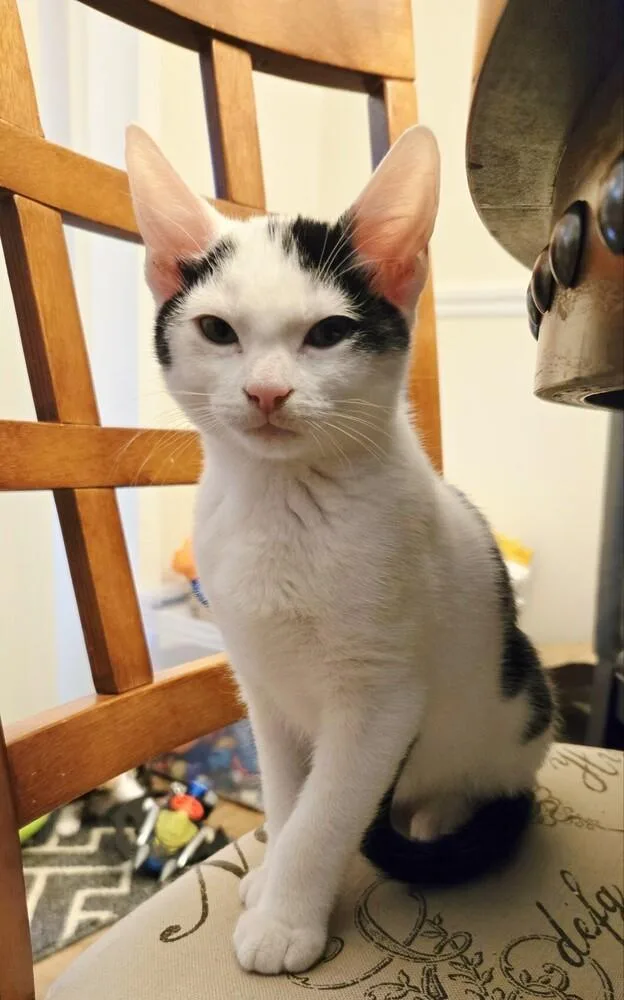 A baby small-sized male Black & White / Tuxedo Domestic Short Hair cat named Moo Cow CT for adoption in Greenville, SC