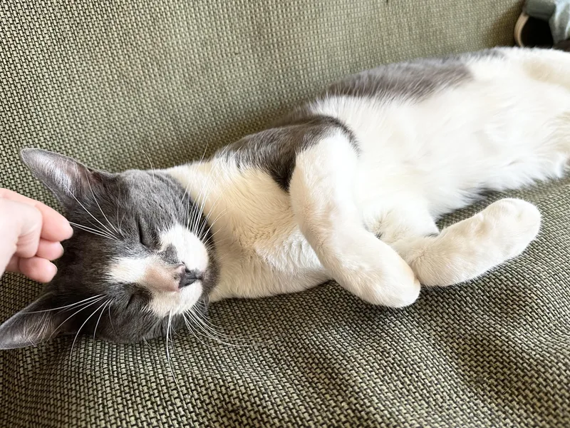 A baby medium-sized male Gray & White American Shorthair cat named Delancey for adoption in New York, NY