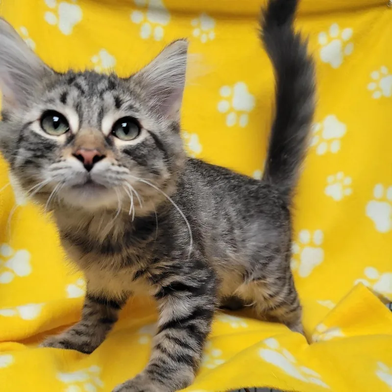 A baby small-sized male Gray / Blue / Silver Domestic Short Hair cat named Bobble for adoption in Duncan, OK