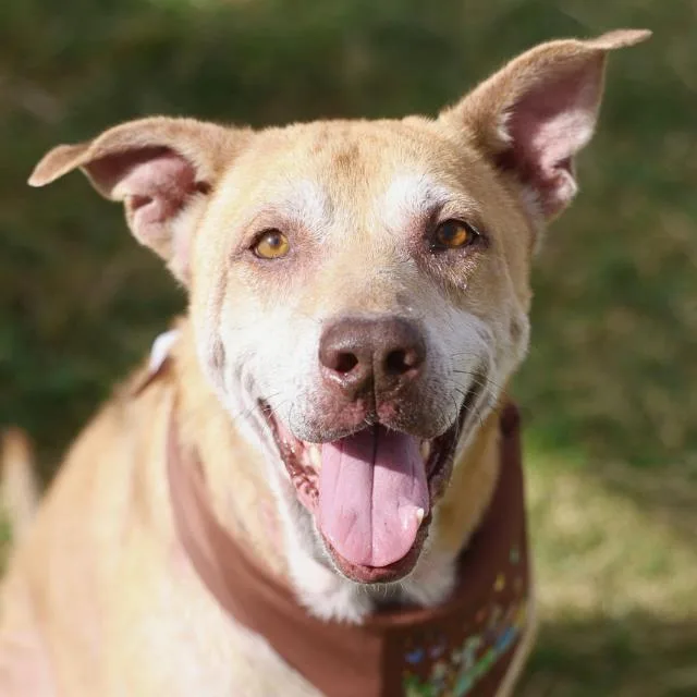 An adult large-sized male Shepherd dog named Finn for adoption in San Antonio, TX