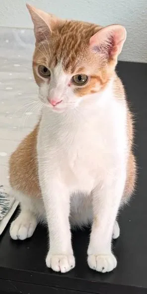 A baby medium-sized male Tabby (Orange / Red) Tabby cat named Alvin for adoption in Mission Viejo, CA