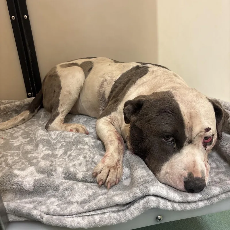 An adult medium-sized male White / Cream Mixed Breed dog named Gucci for adoption in Memphis, TN