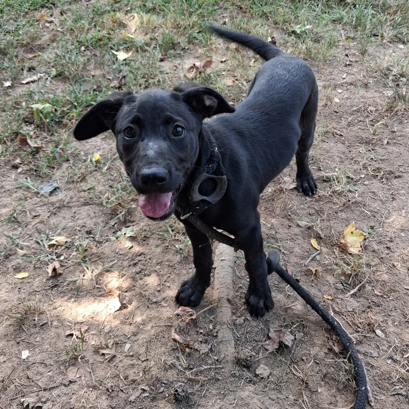 A baby small-sized female Black Labrador Retriever dog named Clover for adoption in Greenfield, TN