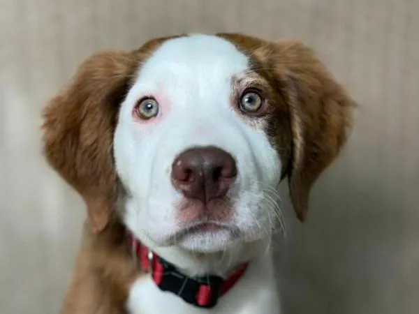 Milo