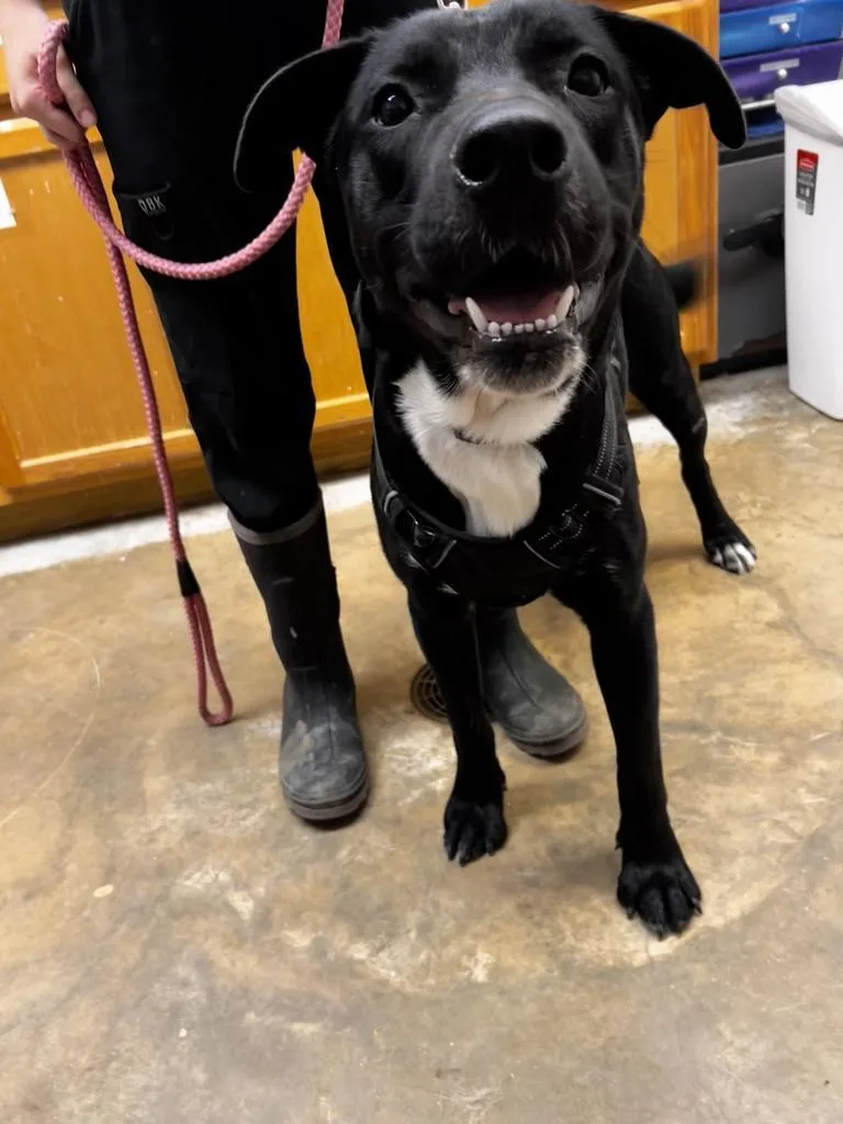 A young large-sized male Mixed Breed dog named Rowley for adoption in Lockhart, TX