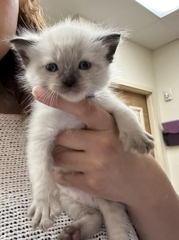 Fluffy
