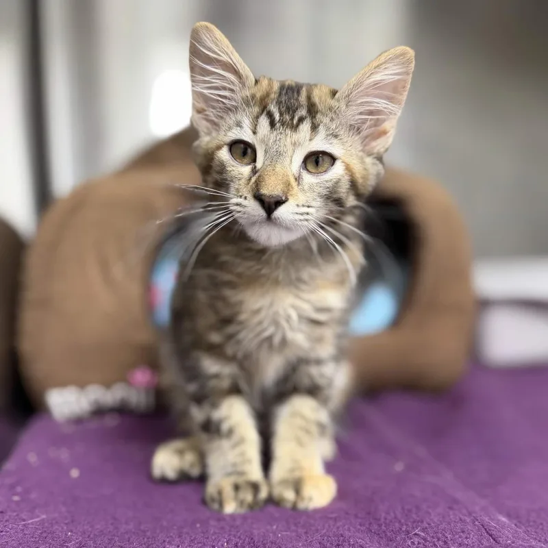 A baby medium-sized female Domestic Medium Hair cat named FireBird for adoption in Lincoln, CA