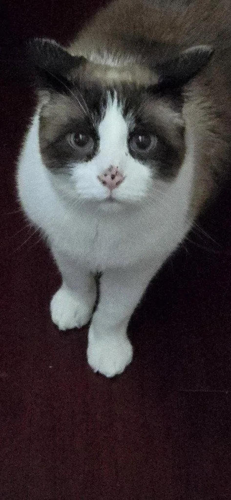 Mojik