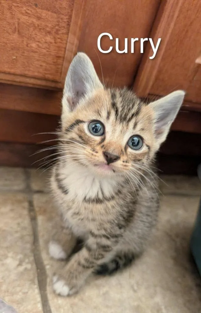 A baby medium-sized male Domestic Short Hair cat named Curry for adoption in Hoover , AL