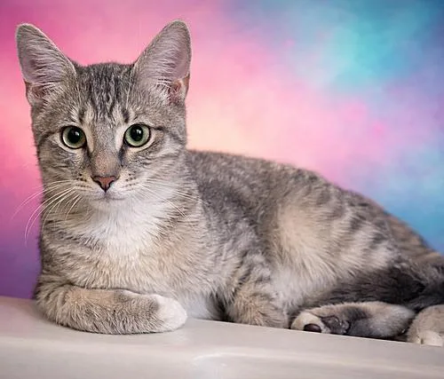 A young small-sized male Domestic Short Hair cat named Roseo for adoption in Tampa, FL