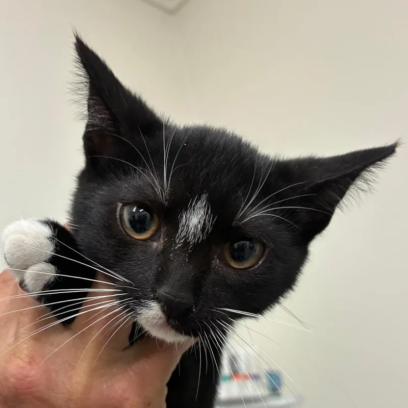 A baby small-sized female Black Domestic Short Hair cat named Oreo for adoption in Bronson, FL