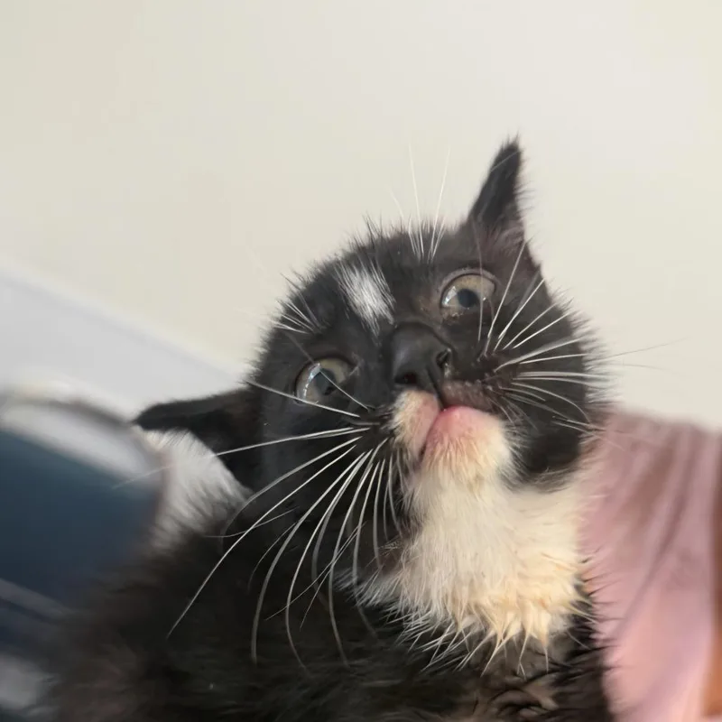 Oreo thumbnail 2