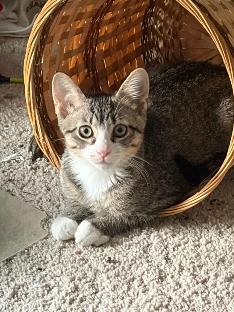 A baby small-sized male Domestic Short Hair cat named Maximillion for adoption in Ballwin, MO