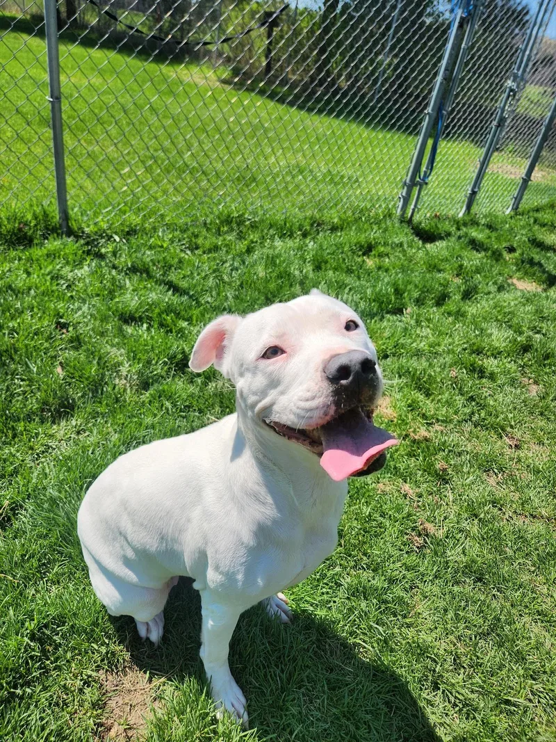 An adult medium-sized female Dogo Argentino dog named Nora for adoption in Caro, MI
