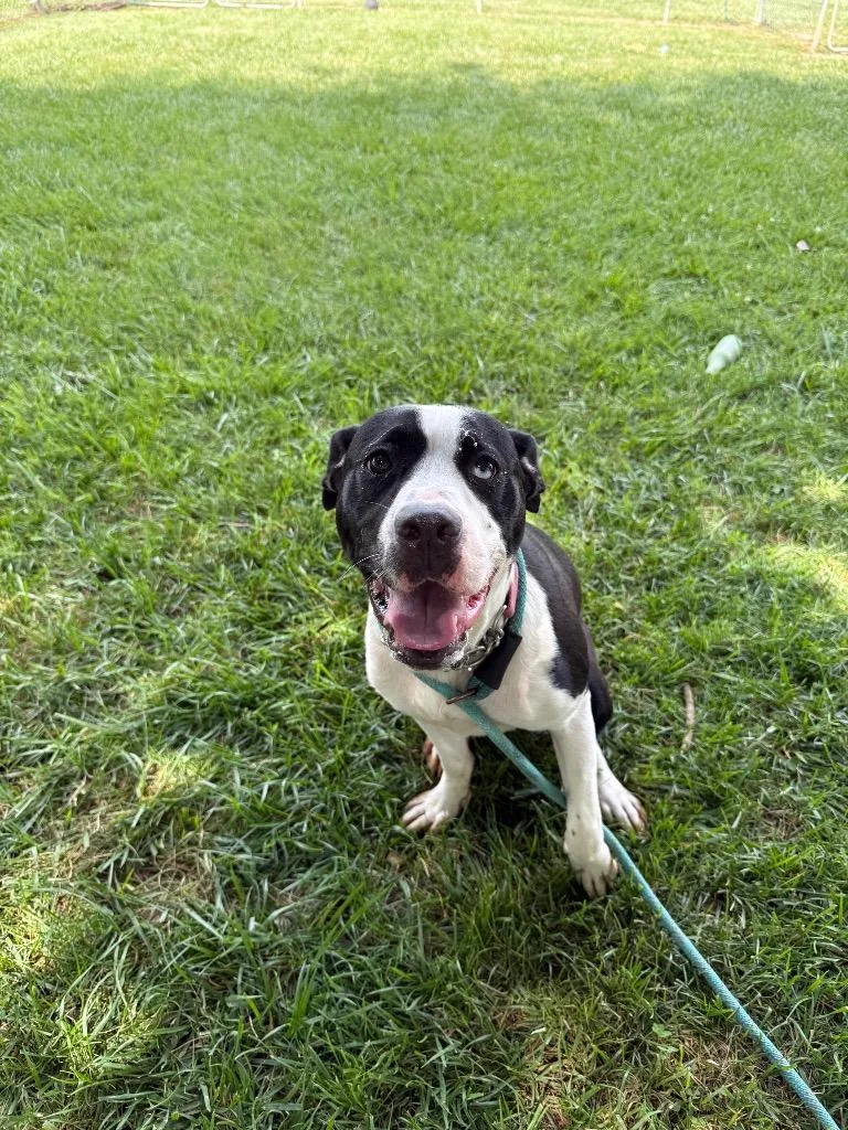 A young medium-sized female Pit Bull Terrier dog named Moana for adoption in Richmond, IN
