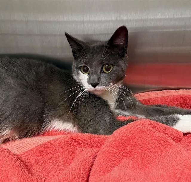 A young small-sized female Domestic Short Hair cat named Breeze for adoption in Peoria, IL