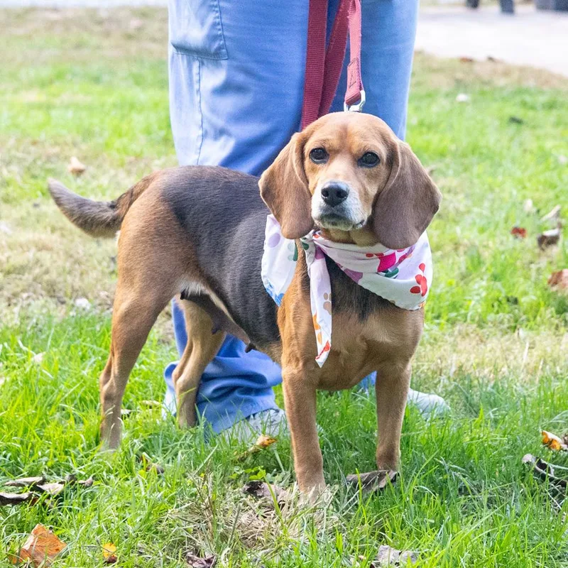 An adult medium-sized female Beagle dog named SadieAvail for adoption in West Grove, PA