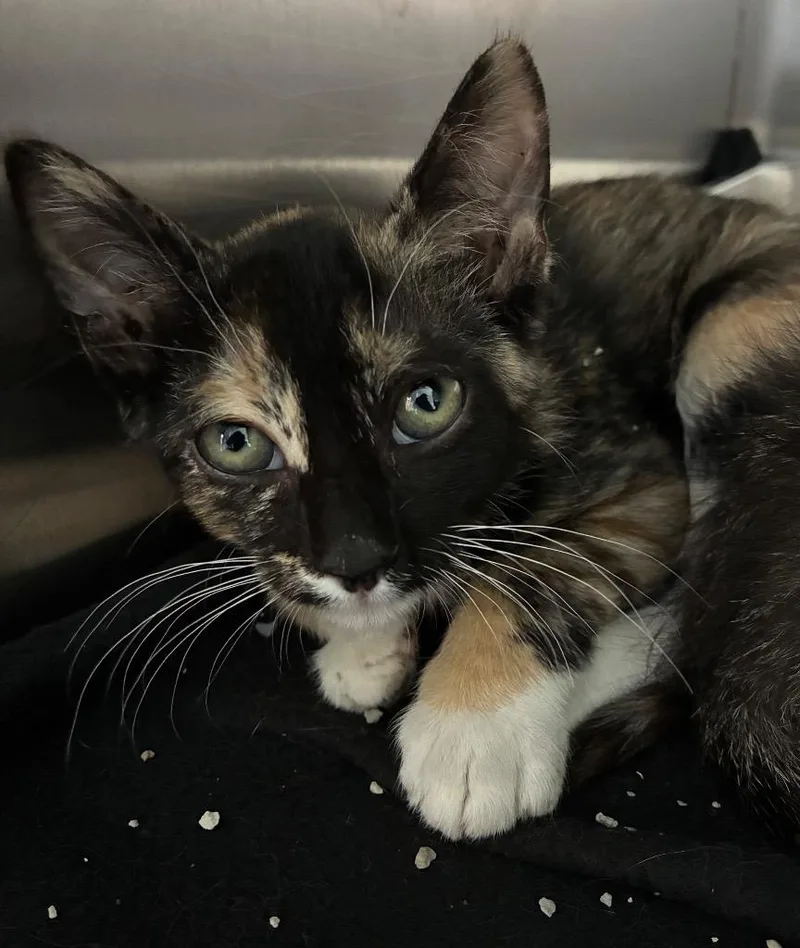 A baby medium-sized female Domestic Short Hair cat named Zuzu for adoption in Hartsville, SC