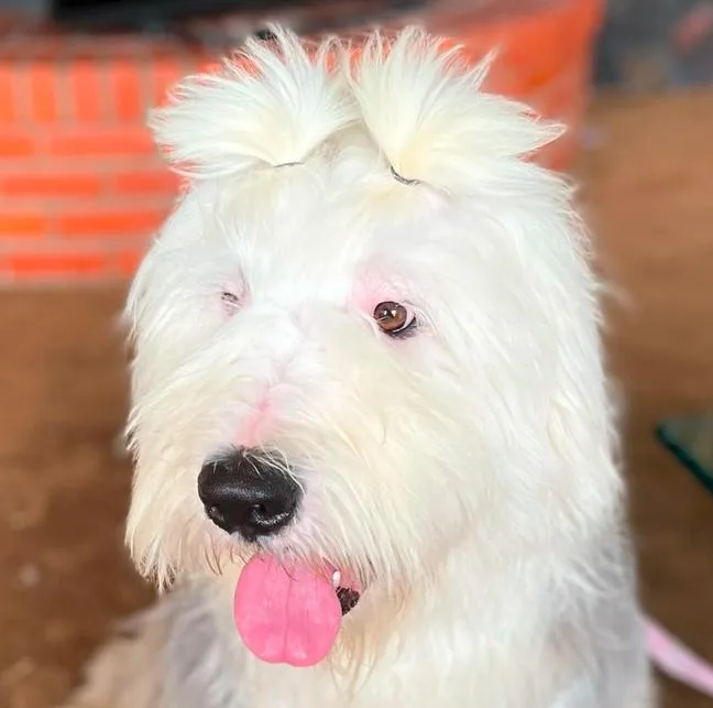 Linus