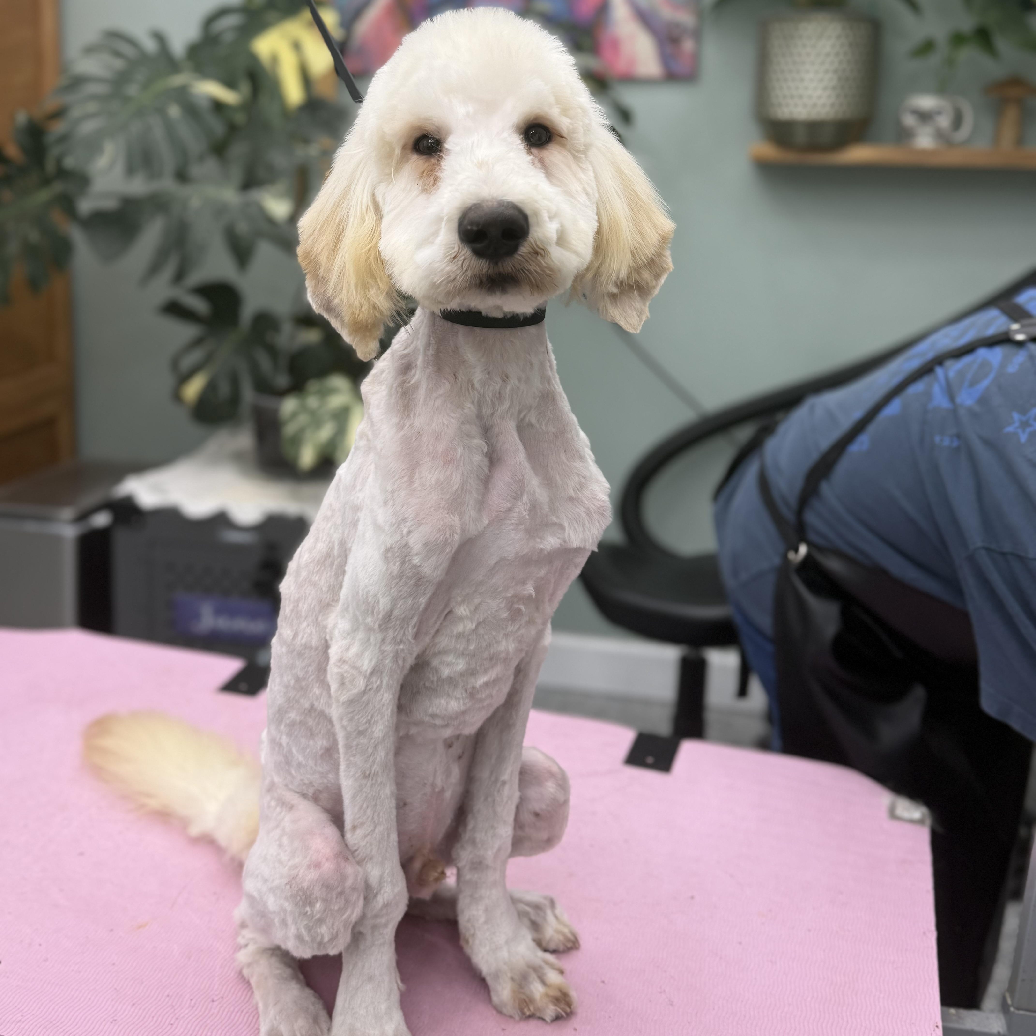 An adult medium-sized male White / Cream Standard Poodle dog named Willie for adoption in Proctorville, OH