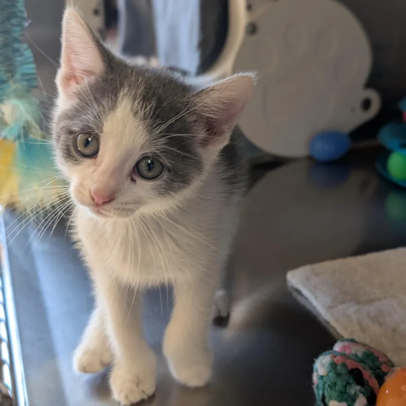 A baby medium-sized male White Domestic Short Hair cat named Heathcliff Reduced Fee for adoption in Jefferson, WI