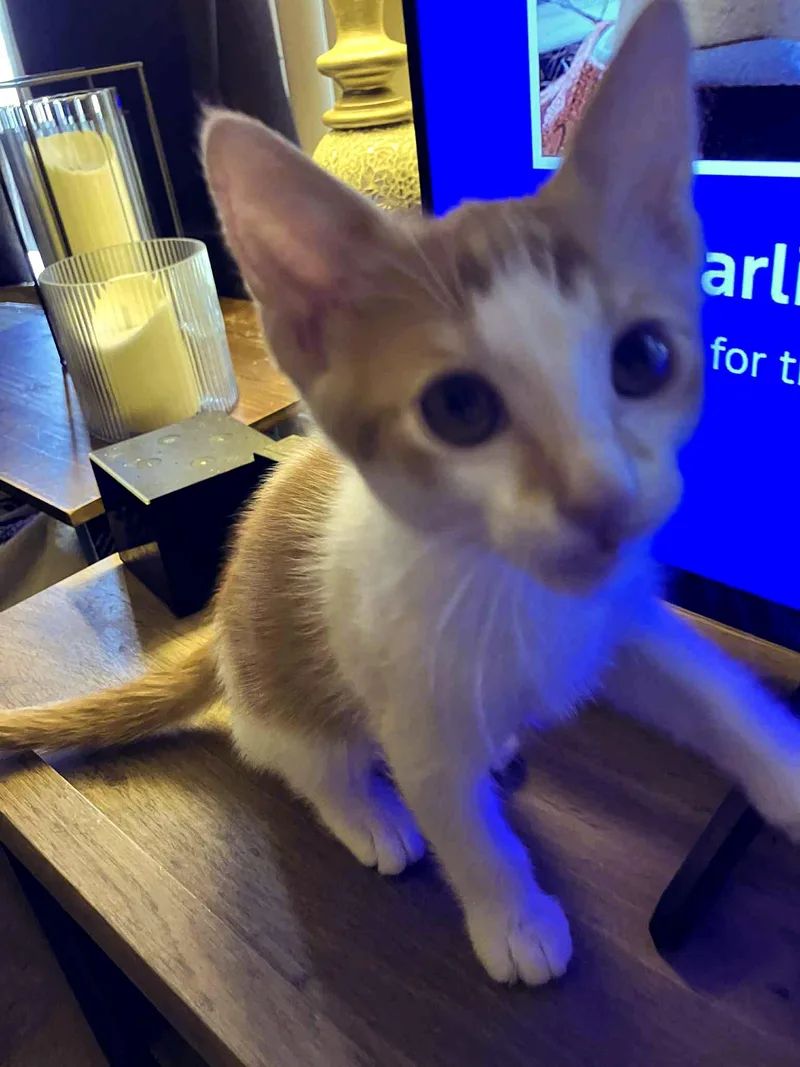 Sebastian thumbnail 2