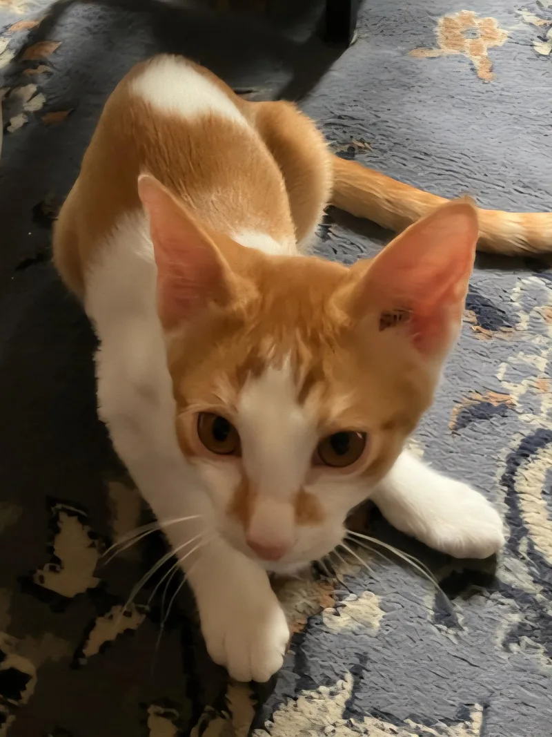 Sebastian thumbnail 3