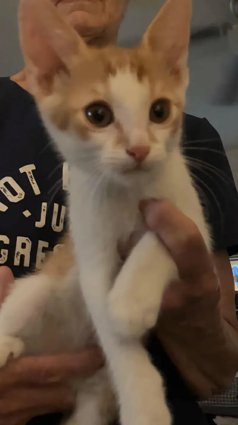 Sebastian thumbnail 4