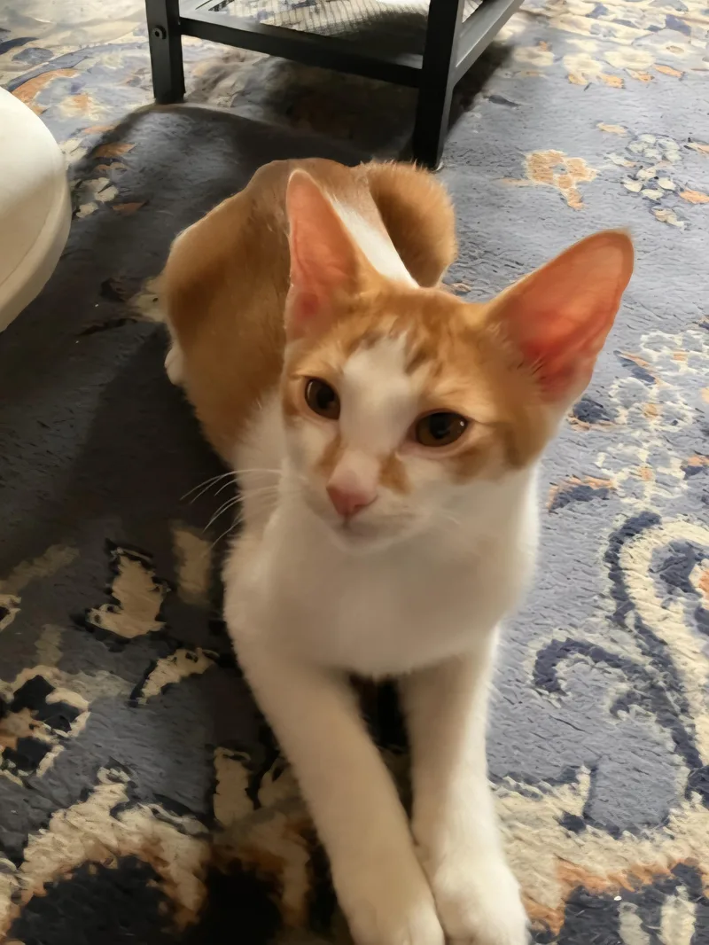 Sebastian thumbnail 5