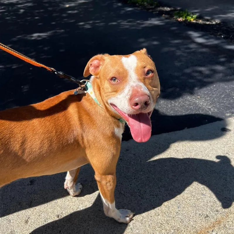 Benson I Am Fully thumbnail 3