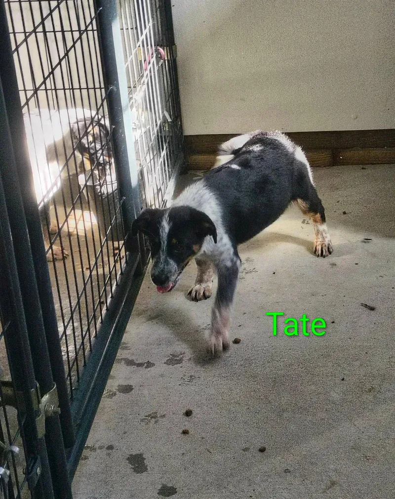 Tate
