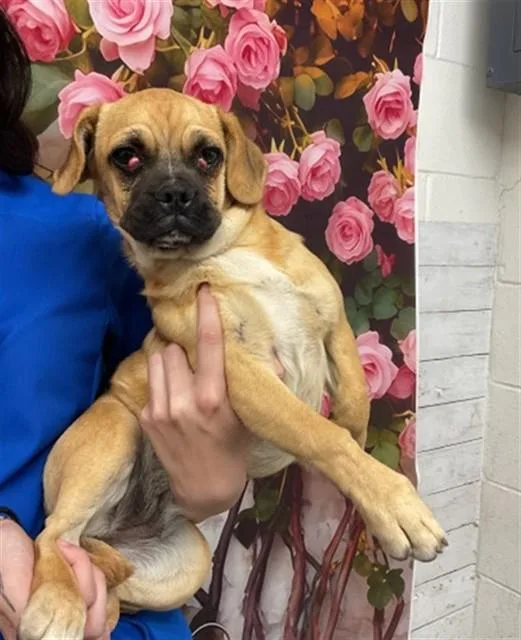 A baby small-sized female Pug dog named Darcy for adoption in San Bernardino, CA