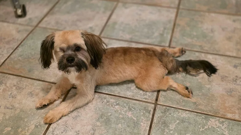 A baby small-sized male Shih Tzu dog named Barkley for adoption in Milton, FL