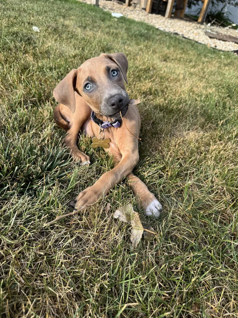 A baby large-sized male Doberman Pinscher dog named Drekker for adoption in Minneapolis, MN