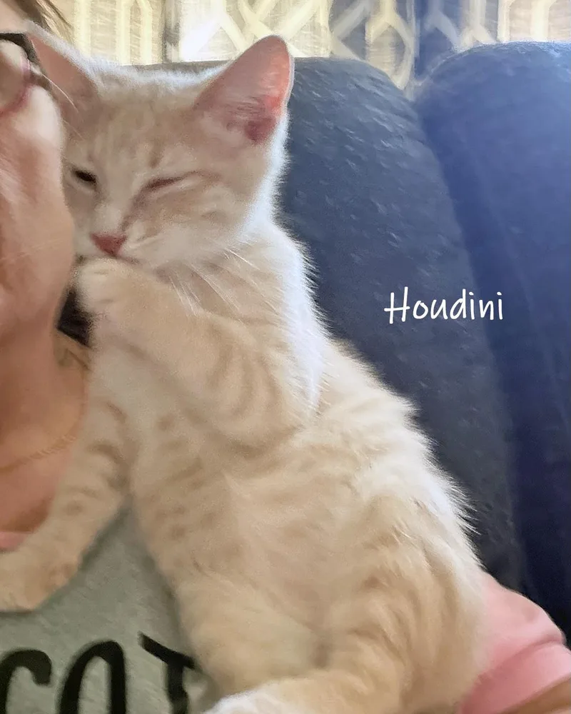 A baby medium-sized male Tabby (Buff / Tan / Fawn) Domestic Short Hair cat named Houdini for adoption in Chicago, IL